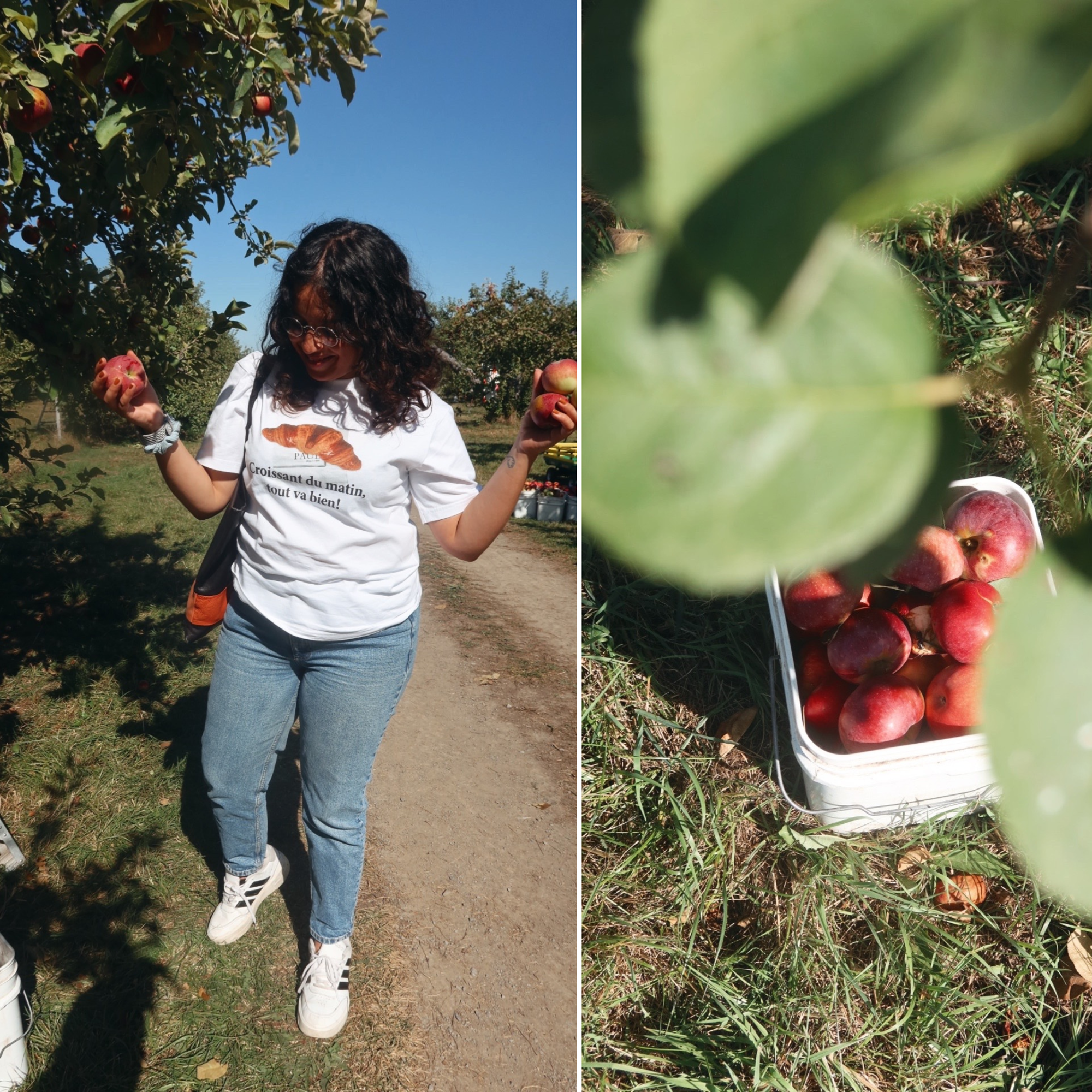 Tu peux cueillir des pommes bio dans ce verger situé à moins d’une heure de Montréal
